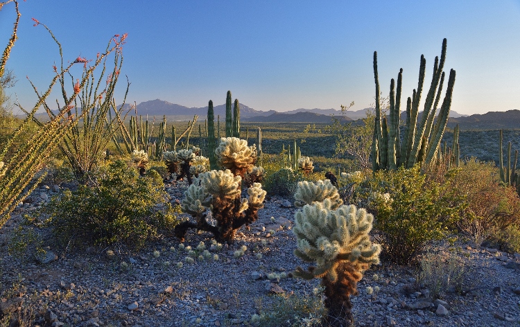 the desert floor
